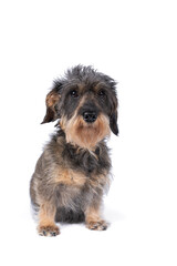 Closeup of a bi-colored longhaired  wire-haired Dachshund dog isolated on a white background