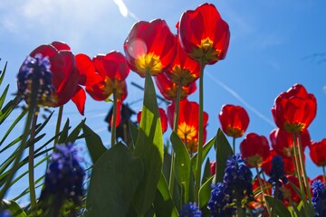 red tulips against blue sky