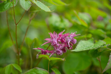 イカリソウの花