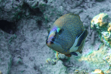 Naklejka na ściany i meble Peacock grouper (cephalopholis argus) - coral fish - Red sea