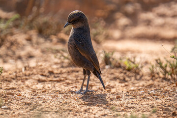 Ant-eating Chat in the Nature