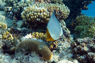 Coral fish - Hooded butterflyfish or Orangeface butterflyfish (Chaetodon larvatus) in Red Sea