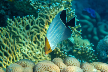 Coral fish - Hooded butterflyfish or Orangeface butterflyfish (Chaetodon larvatus) in Red Sea