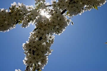 cherry flowers in sky