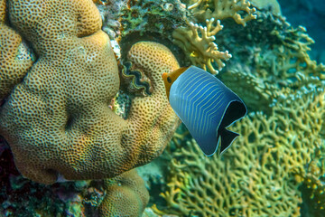 Coral fish - Hooded butterflyfish or Orangeface butterflyfish (Chaetodon larvatus) in Red Sea