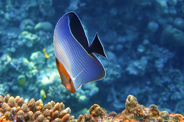 Coral fish - Hooded butterflyfish or Orangeface butterflyfish (Chaetodon larvatus) in Red Sea