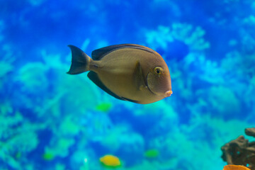 Acanthurus dussumieri. A large fish swims in the water of the aquarium. Close-up. Underwater world.