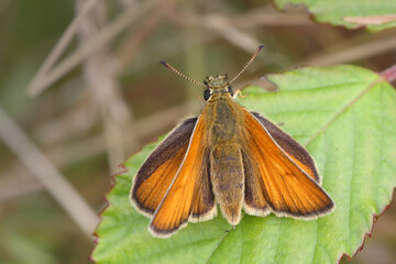Small Skipper butterfly (Thymelicus sylvestris), a female resting with wings spread on a Bramble leaf, Norfolk, UK.