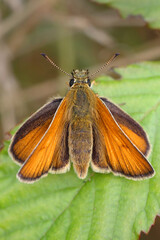 Small Skipper butterfly (Thymelicus sylvestris), a female resting with wings spread on a Bramble leaf, Norfolk, UK.