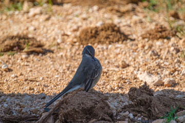 Cape wagtail fluffing up whilst on the rock