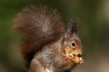 Erasian Red Squirrel - Sciurus vulgaris - in a forest eating and drinking