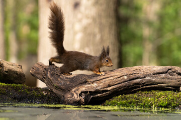 Erasian Red Squirrel - Sciurus vulgaris - in a forest eating and drinking