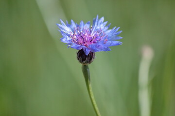 Flor de Knapweed en primavera. Enfoque con profundidad de campo