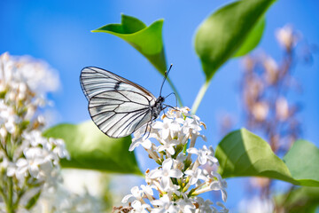 Butterfly (Aporia crataegi) on white lilac flowers