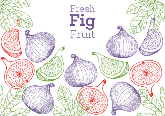 Fig fruit hand drawn package design. Vector illustration. Design, package, brochure illustration. Packaging design. Hand drawn fig fruits design template. Organic fresh food vector illustration.