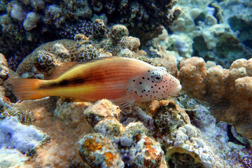 Naklejka na ściany i meble Black-sided hawkfish (Paracirrhites forsteri), freckled hawkfish or Forster's hawkfish, Coral fish - Red sea