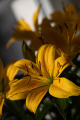 Obraz premium Flower, Lili