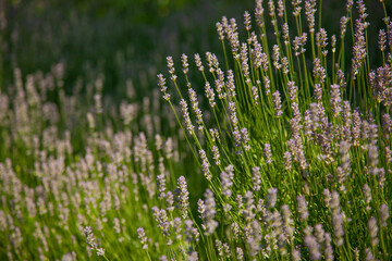 Naklejka premium Wild Lavander field in sunlight on summer. Summer nature.