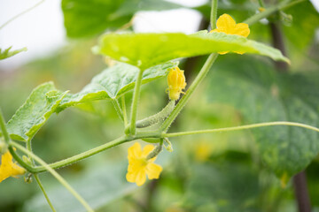 cucumber garden ,Cucumbers wait to grow