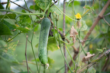cucumber garden ,Cucumbers wait to grow