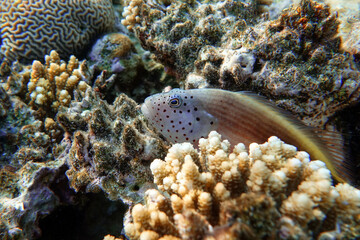 Black-sided hawkfish (Paracirrhites forsteri), freckled hawkfish or Forster's hawkfish, Coral fish - Red sea