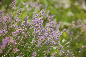 Wild Lavander field in sunlight on summer,close up and copy space.