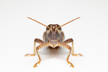 Image of white-banded grasshopper(stenocatantops splendens) isolated on white background. insect. Brown grasshopper