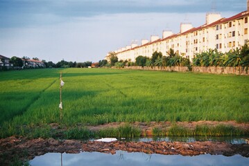 Fototapeta na wymiar Rice fields 
