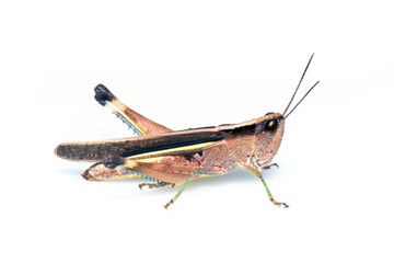 Image of sugarcane white-tipped locust grasshopper (Ceracris fasciata) isolated on white background. Insect Animal. Caelifera., Acrididae