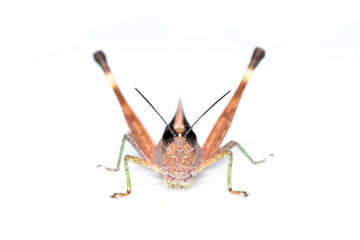 Image of sugarcane white-tipped locust grasshopper (Ceracris fasciata) isolated on white background. Insect Animal. Caelifera., Acrididae
