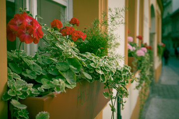Flowers on the windowsills of a house in the old district of Prague