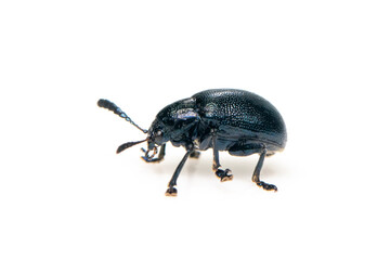 Image of blue milkweed beetle isolated on white background. Insect. Animal.