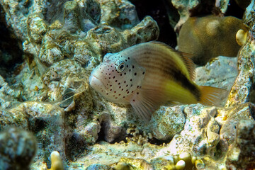 Black-sided hawkfish (Paracirrhites forsteri), freckled hawkfish or Forster's hawkfish, Coral fish - Red sea