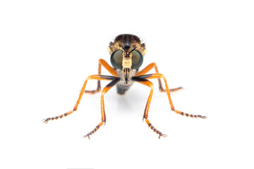 Image of the Asilidae are the robber fly family, also called assassin flies. on white background. Insect. Animal
