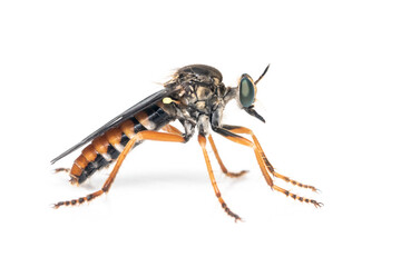 Image of the Asilidae are the robber fly family, also called assassin flies. on white background. Insect. Animal