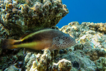 Black-sided hawkfish (Paracirrhites forsteri), freckled hawkfish or Forster's hawkfish, Coral fish - Red sea