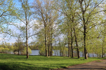 trees in the park in spring in May and a lake in the Moscow region in Russia 
