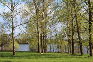 trees in the park in spring in May and a lake in the Moscow region in Russia 