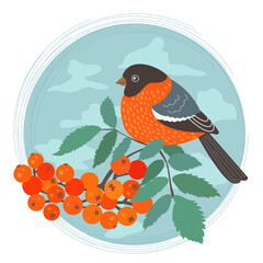bullfinch on a rowan branch