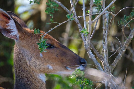 Cape Bushbuck In The Dense Bush Surroudings