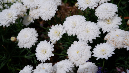 商用で使える白い花の写真