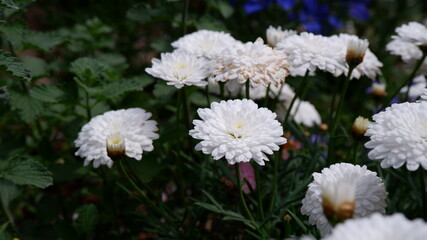 商用で使える白い花の写真