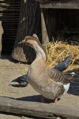 A large domestic goose walks in the farm yard and scrutinizes food on the ground. Open farm in the countryside.
