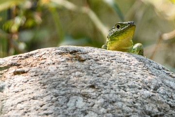 Ocellated lizard (Timon lepidus)