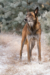 beautiful belgian shepherd malinois standing portrait in snowy pine forest