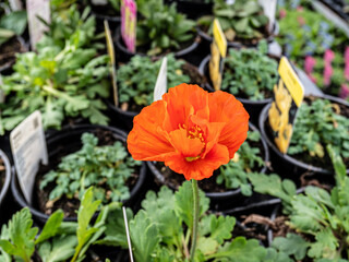 Spring flowers in the garden. Close up.