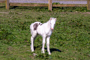 Fototapeta premium Foal of irish cob grazing on pasturage