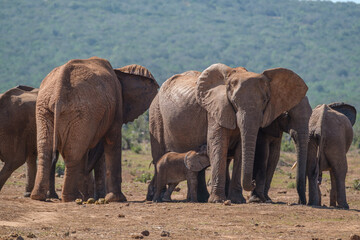 Obraz premium African Elephant family strolling together in the Southern African terrain