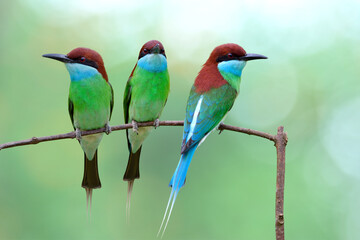 flock of beautiful green with red head birds perching on little stick together with warm environment