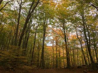 Fototapeta premium Park in autumn with colorful leaves